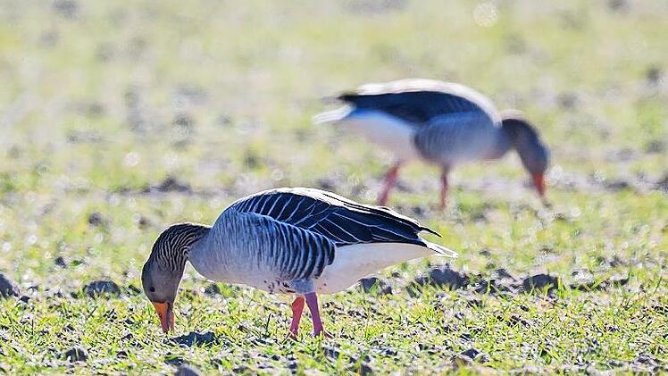 Wildg&auml;nse nutzen die umliegenden Felder als Nahrungsquelle &ndash; zum Leidwesen der Landwirte.