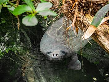 Tiergarten Nürnberg: Sorge wegen Energiekrise - "Würde das Wohl unserer Tiere gefährden" Tiergarten Nürnberg: Sorge wegen Energiekrise - "Würde das Wohl unserer Tiere gefährden"