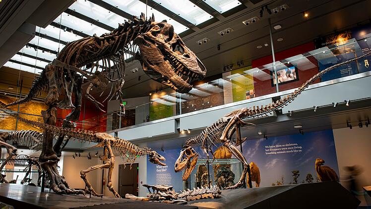 Zahnanalyse best&auml;tigt: Der T. rex war Warmbl&uuml;ter