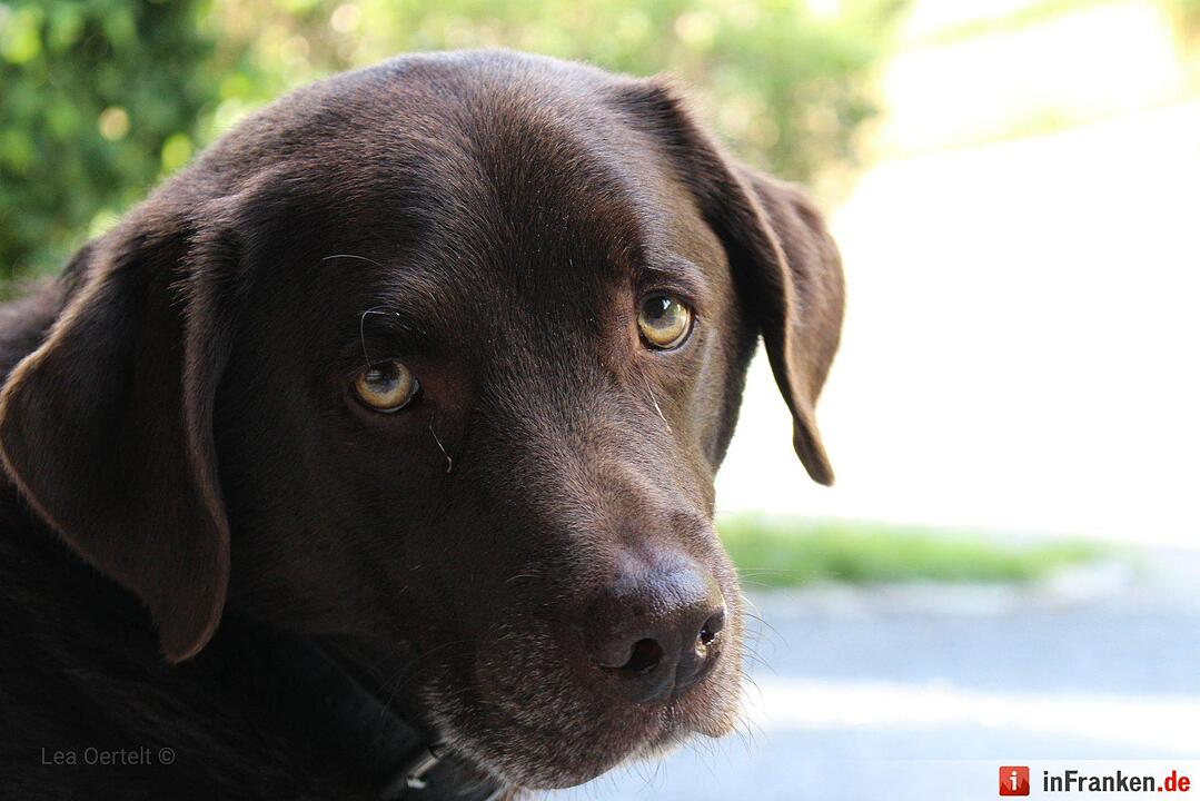 Auf den Hund gekommen: Die schönsten fränkischen Hunde unserer Nutzer