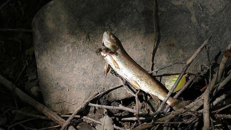 Der Buchbach ist an dieser Stelle fast ausgetrocknet. Das Ökosystem leidet darunter. Foto: Cordula Kelle-Dingel