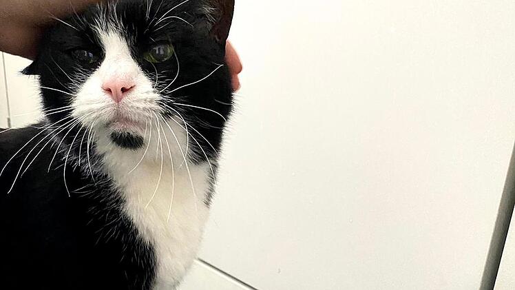 Tierheim Hof: Happy End für Katzen-Oma "Hella"
