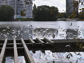 Am Wöhrder See leben viele Kanada- und Graugänsel. Die Hinterlassenschaften der Gänse haben zuletzt den Strand arg verschmutzt. Mit einem Zaun im Wasser soll den Tieren ab sofort der Weg zum Sandstrand versperrt werden. Man appelliert mit Hinweistafeln auch an die Besucher, die Tiere nicht zu füttern. Foto: Nikolas Pelke