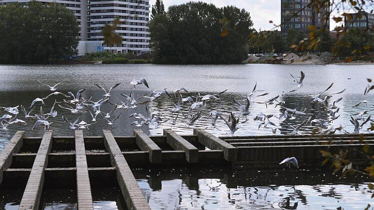 Am Wöhrder See leben viele Kanada- und Graugänsel. Die Hinterlassenschaften der Gänse haben zuletzt den Strand arg verschmutzt. Mit einem Zaun im Wasser soll den Tieren ab sofort der Weg zum Sandstrand versperrt werden. Man appelliert mit Hinweistafeln auch an die Besucher, die Tiere nicht zu füttern. Foto: Nikolas Pelke