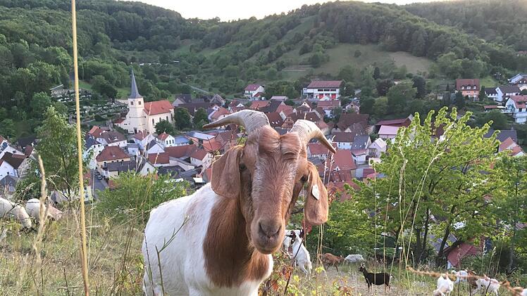 Ziegen leisten einen großen Beitrag zum Landschaftsschutz, wenn sie allerdings Weinbergsmauern und Böschungen beschädigen oder Obstbäume entrinden, ärgert das Grundstücksbesitzer. Foto: Ralf Ruppert
