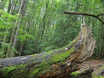 Nach dem Beschluss fürchten die Befürworter eines Nationalparks um den Schutz tausender dicker Bäume im Steigerwald. Die Gegner eines Nationalparks fühlen sich bestätigt.  Foto: Ronald Rinklef/Archiv