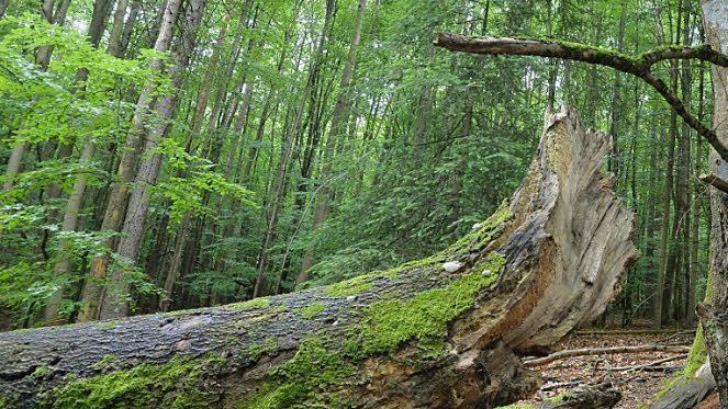 Nach dem Beschluss fürchten die Befürworter eines Nationalparks um den Schutz tausender dicker Bäume im Steigerwald. Die Gegner eines Nationalparks fühlen sich bestätigt.  Foto: Ronald Rinklef/Archiv