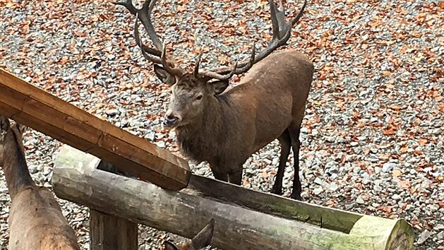 Auch Hirsch Leopold erwartet die Besucher des ersten Adventsmarktes am Baumwipfelpfad in Ebrach. Foto: Anette Schreiber