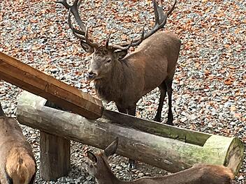 Auch Hirsch Leopold erwartet die Besucher des ersten Adventsmarktes am Baumwipfelpfad in Ebrach. Foto: Anette Schreiber