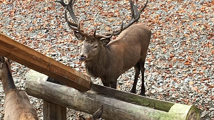 Auch Hirsch Leopold erwartet die Besucher des ersten Adventsmarktes am Baumwipfelpfad in Ebrach. Foto: Anette Schreiber
