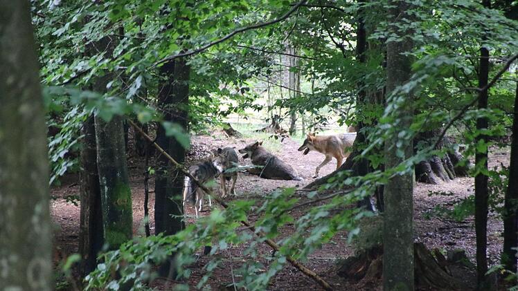 Eindrücke von der Fahrt in den Bayerischen Wald. Foto: Ralf Ruppert