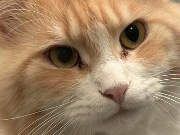 Tierheim N&uuml;rnberg nennt Bedingung f&uuml;r Katzen-Vermittlung - Tier ausgesetzt