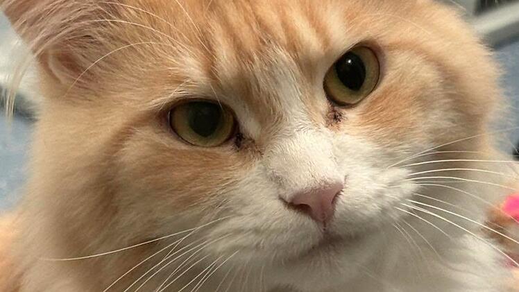 Katze ausgesetzt: Tierheim N&uuml;rnberg mit Aufruf - "hat sehr viel Angst"