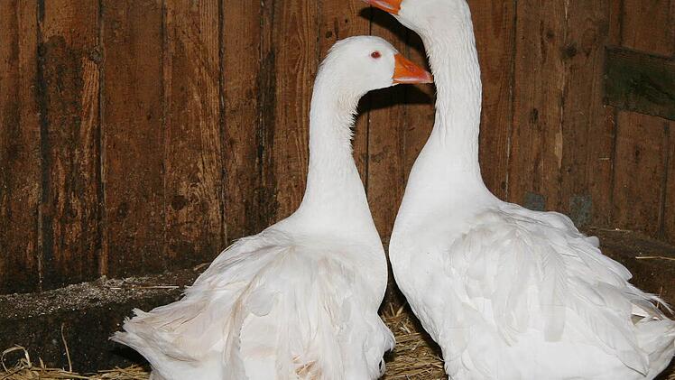 Diese stolzen Lockengänse werden keinesfalls als Weihnachtsbraten enden, sie dürfen mit zur Lokalschau.