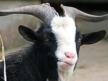 Bereit zum Mähen? Ziegen - auch Ziegenböcke - sind für ein Beweidungsprojekt gesucht.  Foto: Anja Vorndran