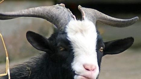 Bereit zum Mähen? Ziegen - auch Ziegenböcke - sind für ein Beweidungsprojekt gesucht.  Foto: Anja Vorndran