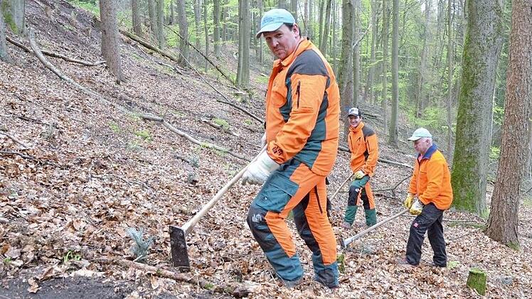 Lutz Muster, Christian Völk und Matthias Deuerling (von links) pflanzen junge Tannen unter einen Buchenbestand auf einer Fläche des Forstbetriebs Coburg der Bayerischen Staatsforsten. Fotos: Rainer Lutz