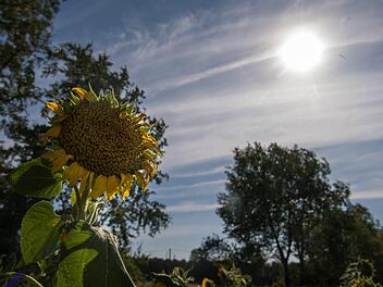 Eine vertrocknete Sonnenblume.  Symboloto: Monika Skolimowska/dpa-Zentralbild/dpa