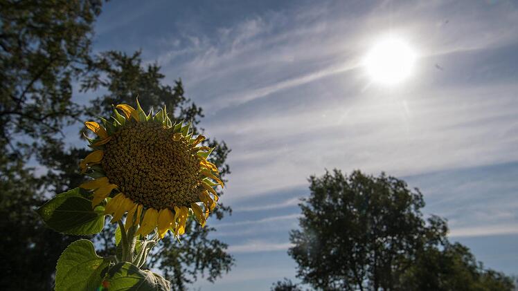 Eine vertrocknete Sonnenblume.  Symboloto: Monika Skolimowska/dpa-Zentralbild/dpa