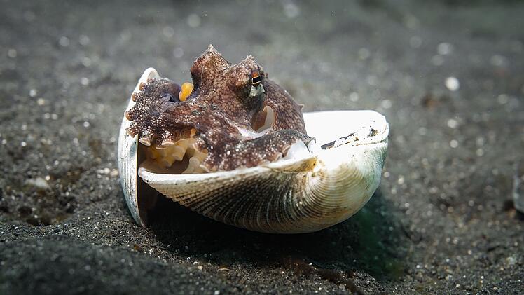 Viele Oktopus-Arten können sich mit Hilfe von Muscheln oder sogar Nussschalen Behausungen bauen.