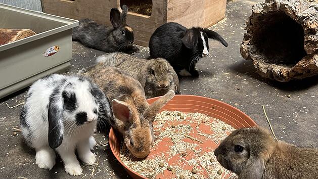 Tierheim Bamberg: Vier Monate alte Kaninchen warten auf ein neues Zuhause