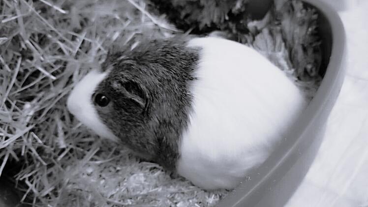 Tierheim Nürnberg: Meerschweinchen "Moon" nach "Sky" gestorben - Tierheim fassungslos