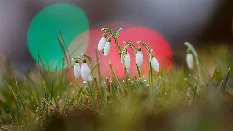 Schneegl&ouml;ckchen