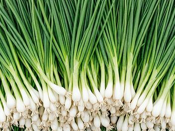 Lauchzwiebeln, Zwiebel, Fr&uuml;hlingszwiebel