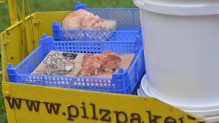 Gezüchtete Pilze Foto: Nikolas Pelke