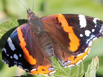 Der Admiral wird von faulem Obst angezogen.Bild: Jupp Schröder