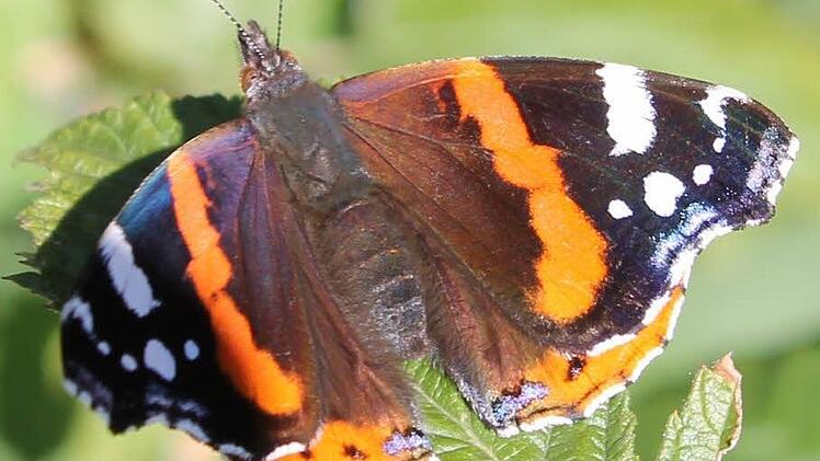 Der Admiral wird von faulem Obst angezogen.Bild: Jupp Schröder