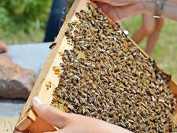 Museumsgäste erwarten in Fladungen Aktionen rund um das Bienenhaus und Vorträge in der Aktionsscheune.