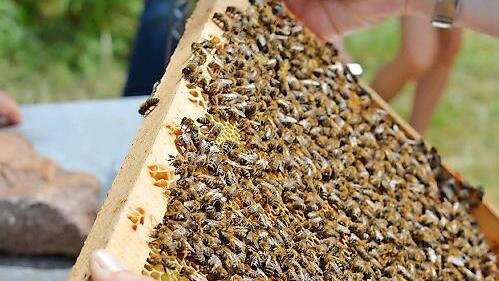 Museumsgäste erwarten in Fladungen Aktionen rund um das Bienenhaus und Vorträge in der Aktionsscheune.