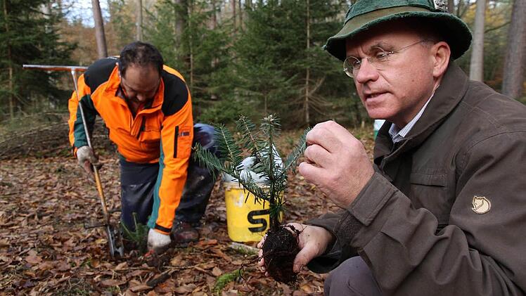 Forstwirt Gerold Schmidt (l.) setzt die Pflänzchen ein.