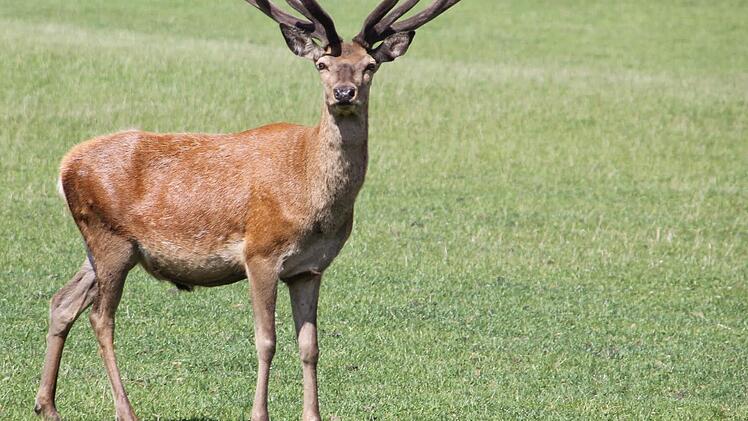 Der Platzhirsch mit seinem neuen Geweih, das noch von Bast überzogen ist.  Foto: Friedwald Schedel