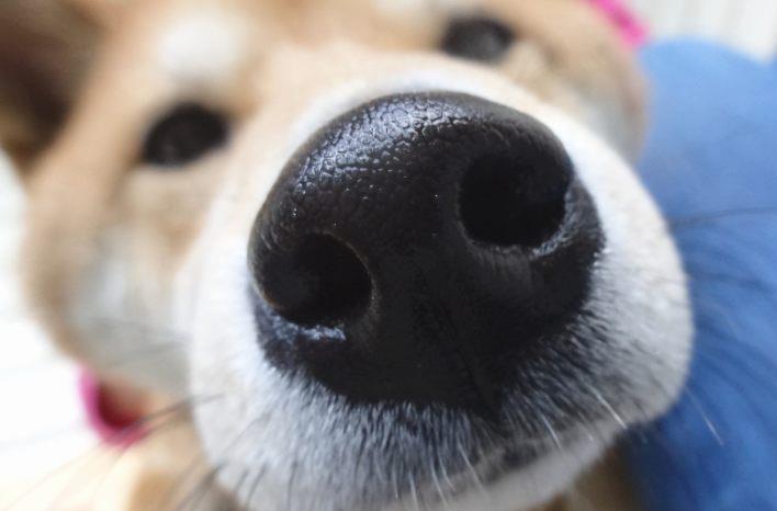 Hund hechelt und ringt nach Luft Hundehalter lassen Vierbeiner sieben