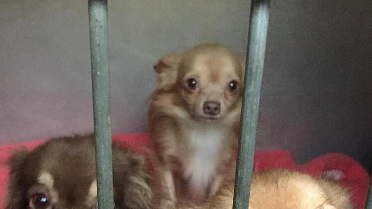 Tierheim Nürnberg: "Nächste Katastrophe" - 19 Chihuahuas aus Wohnung sichergestellt