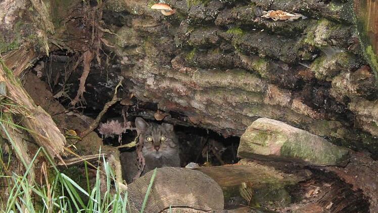 Die Wildkatze sucht Kälteschutz unter einem Baumstamm.