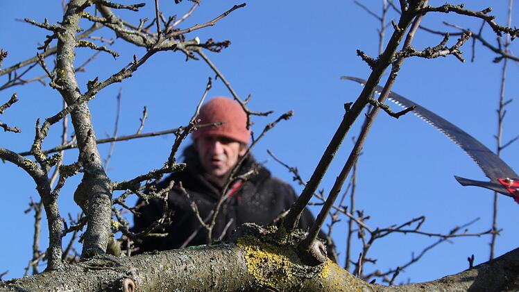 Entscheidungsfreude ist beim Baumschnitt gefordert: Altes Holz und zu dicht stehende, senkrecht nach oben wachsende Äste werden entfernt.