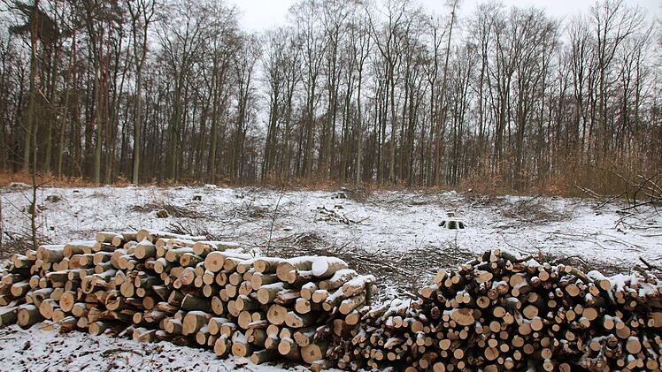 Eindrücke von den künftigen Windrad-Standorten im Sulzthaler Wald. Foto: Ralf Ruppert