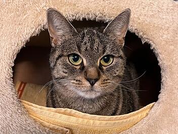 Tierheim Bamberg: Katze Perla sucht neues Zuhause - ihr Name ist Programm