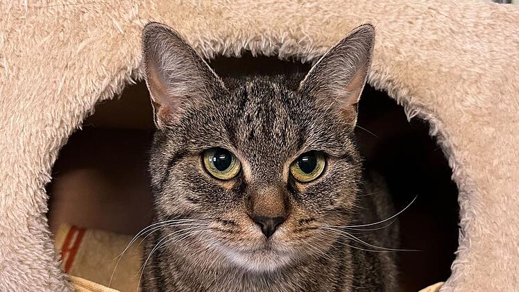Tierheim Bamberg: Katze Perla sucht neues Zuhause - ihr Name ist Programm