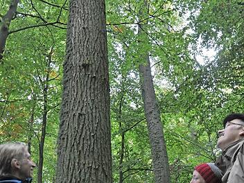 Das Foto zeigt bei der Waldbegehung die beiden Försterinnen Ute Kerschbaum (links) und Hannah Severin ) bei Erklärungen zum Eichenbestand mit Bürgermeister Johannes Wegner.  Foto: Daniel Wiener