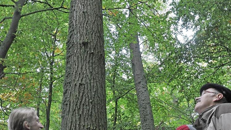 Das Foto zeigt bei der Waldbegehung die beiden Försterinnen Ute Kerschbaum (links) und Hannah Severin ) bei Erklärungen zum Eichenbestand mit Bürgermeister Johannes Wegner.  Foto: Daniel Wiener