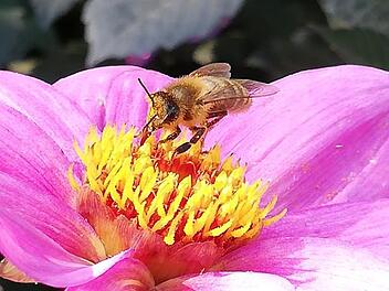 Die Bienen hatten im vergangenen Jahr aufgrund der Trockenheit und der Hitze auch Stress. Martin Holzinger
