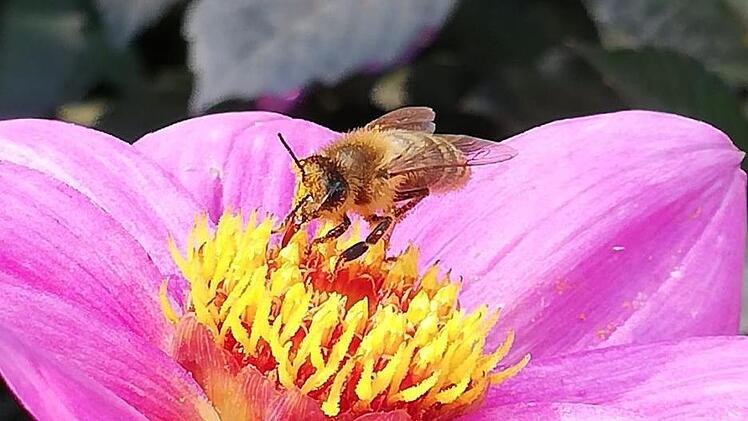Die Bienen hatten im vergangenen Jahr aufgrund der Trockenheit und der Hitze auch Stress. Martin Holzinger