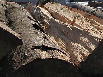 Schwartze Zahlen: Der Euerdorfer Gemeindewald warf 2013 Gewinn ab.  Foto: Gerd Schaar