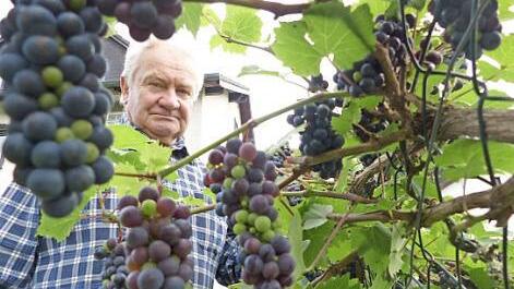 Mit Stolz präsentiert Josef Schlee seinen Rebstock. Foto: Jürgen Schlee
