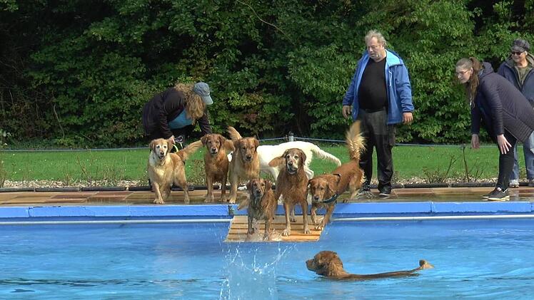 Das siebenk&ouml;pfige Golden Retriever-Rudel aus W&uuml;rzburg war sehr begeistert von k&uuml;hlen Na&szlig;.