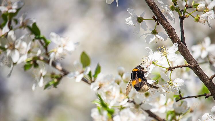 Bienen zu schützen, ist überlebenswichtig für uns.